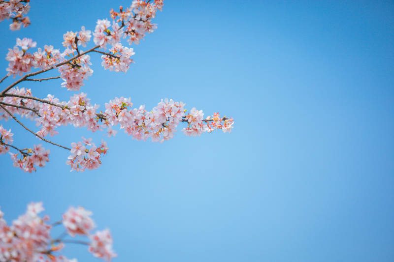 樱花绽放蓝天图片
