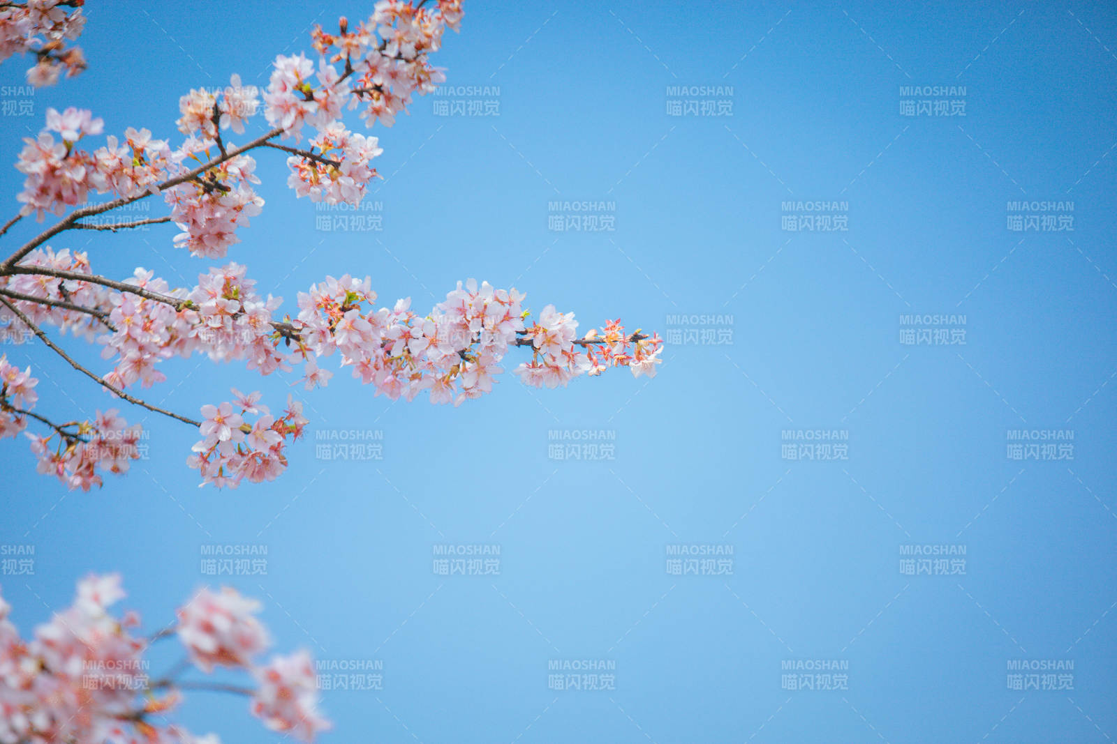 樱花绽放蓝天图片