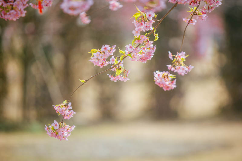 樱花绽放春意浓图片