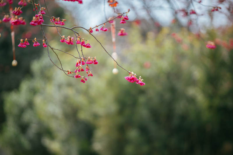 粉红花枝迎风摇曳图片