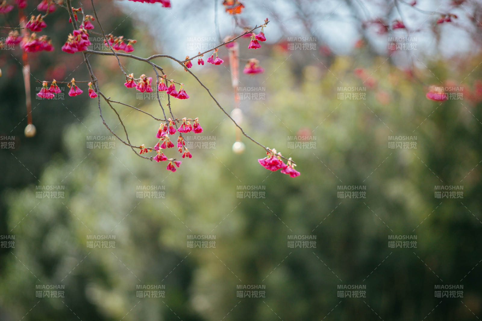 粉红花枝迎风摇曳图片