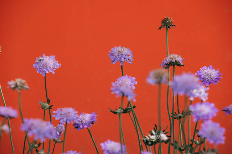 紫花映红墙图片