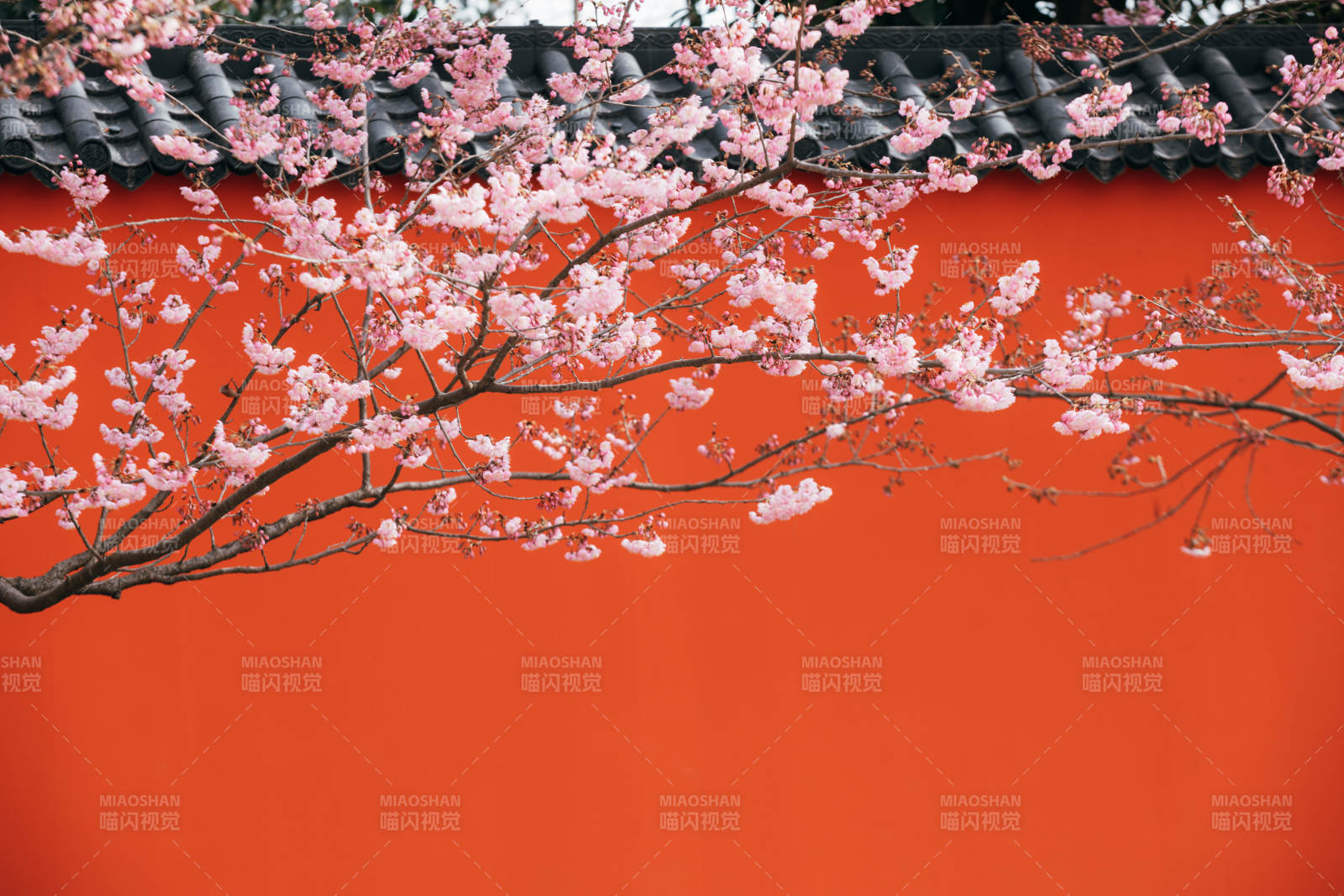 樱花映红墙图片