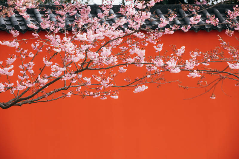 樱花映红墙图片