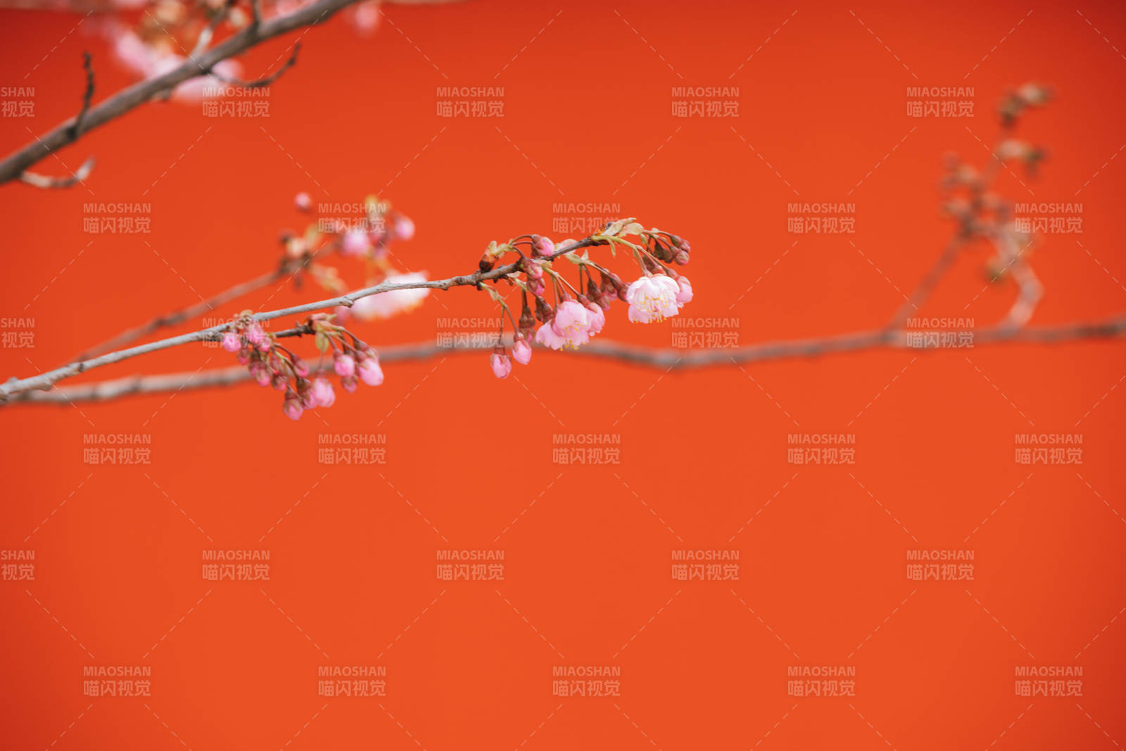 樱花映红墙图片