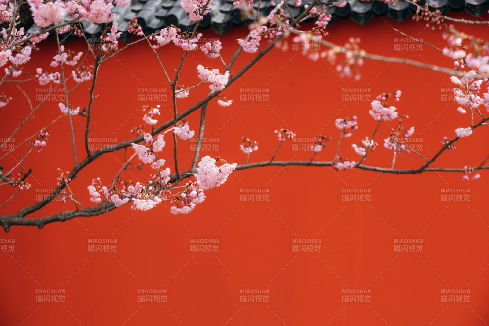 樱花映红墙图片