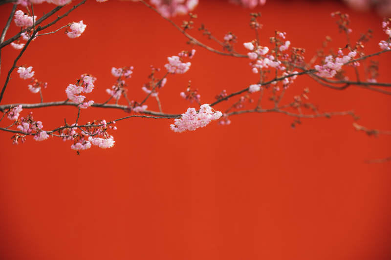 樱花映红墙图片