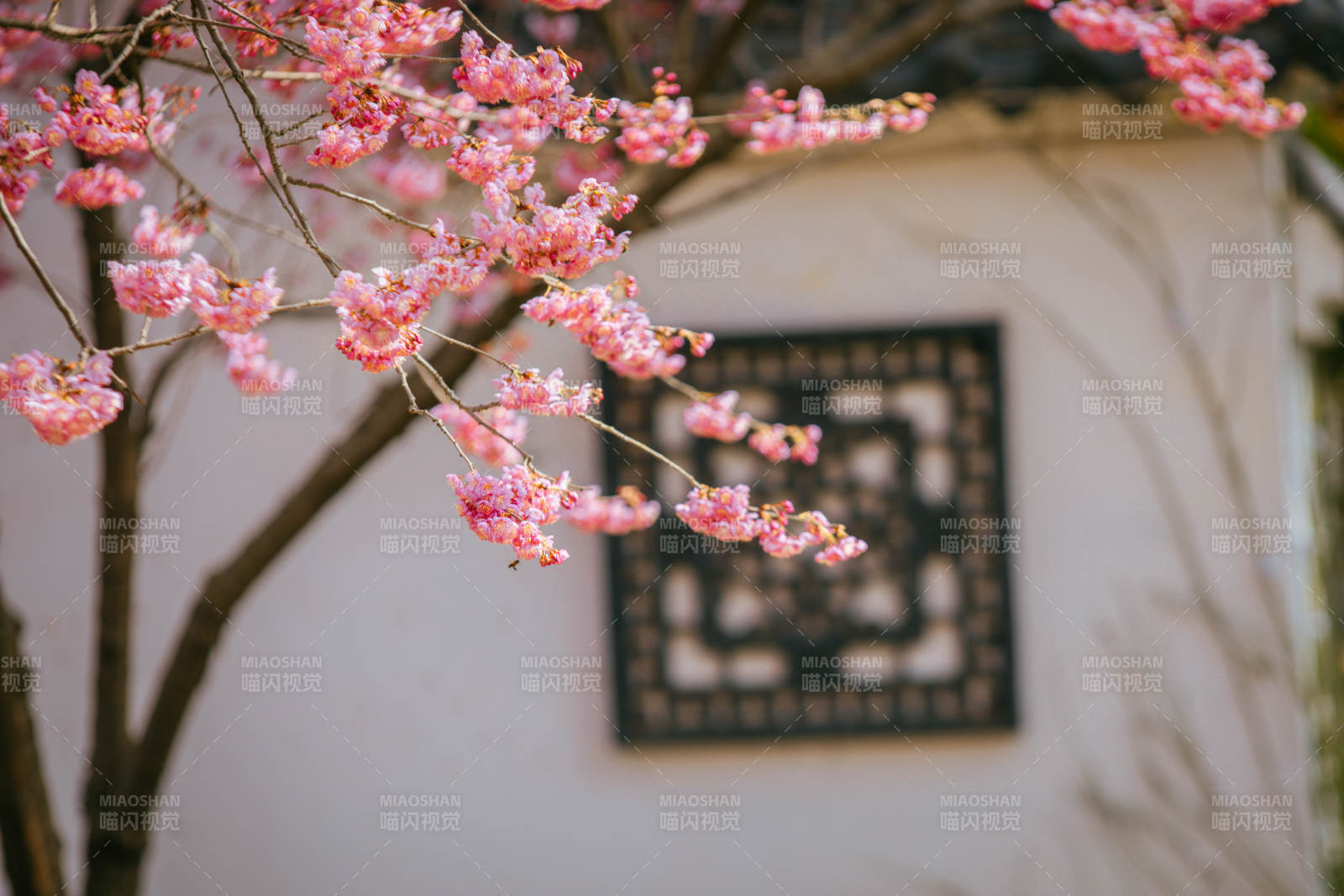 樱花绽放春意浓图片