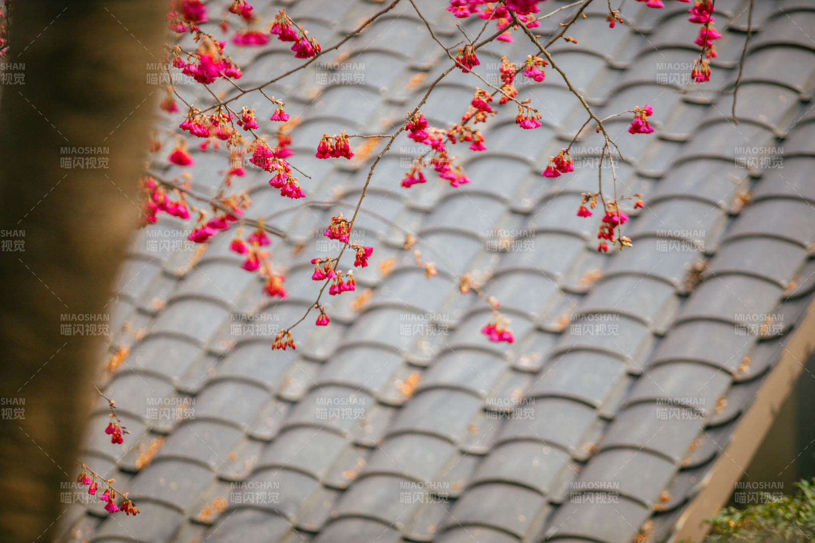 樱花映瓦檐图片