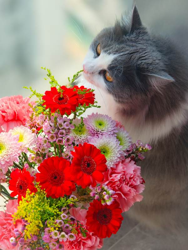 猫咪嗅花香图片