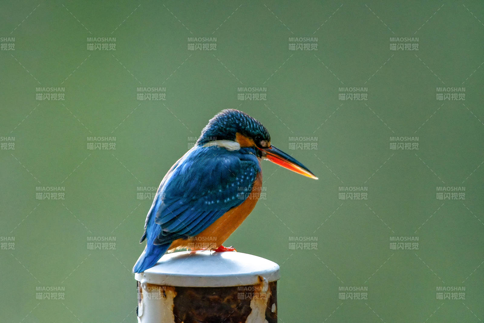 翠鸟栖息枝头图片