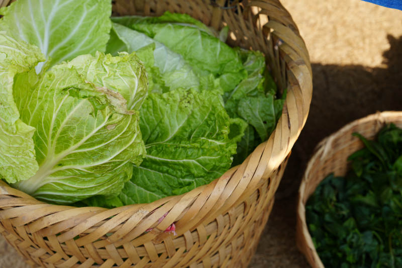 新鲜蔬菜篮图片
