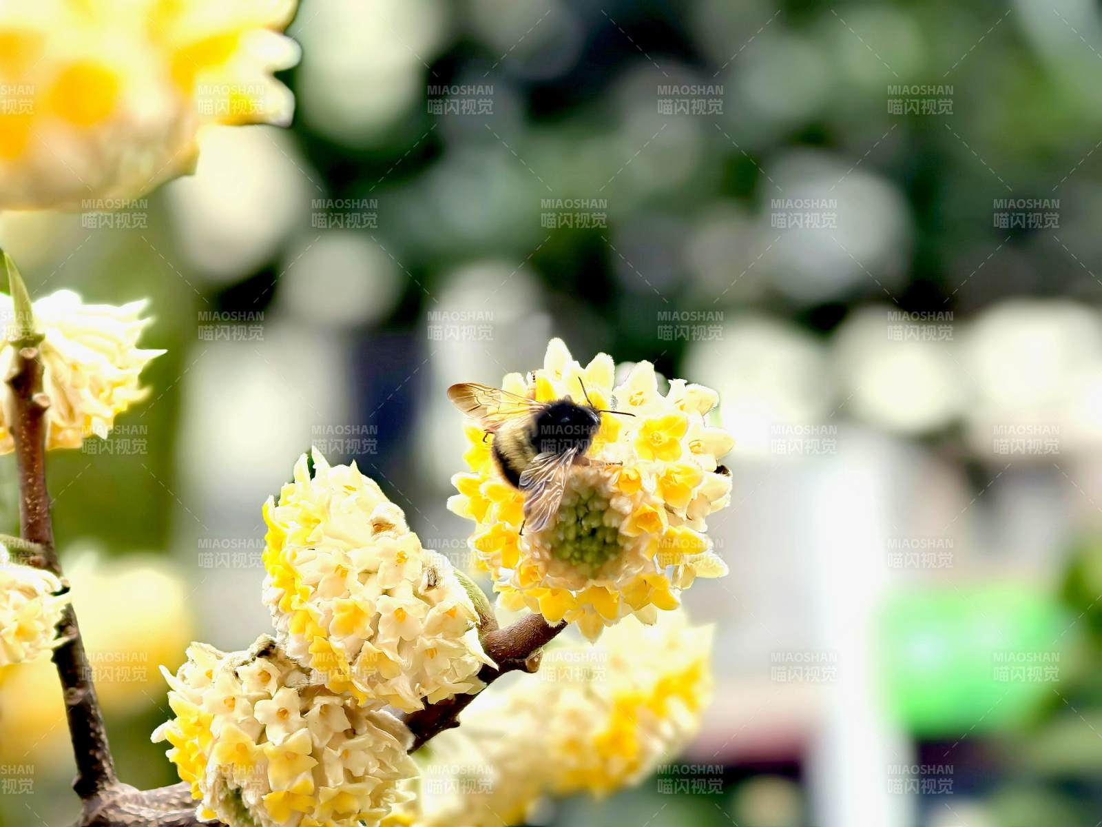 蜜蜂采蜜花丛中图片