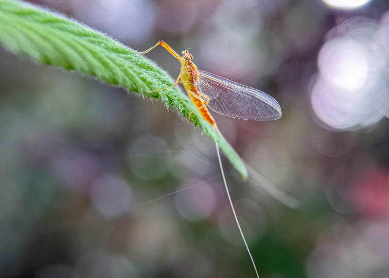 蜻蜓栖叶 静谧自然图片