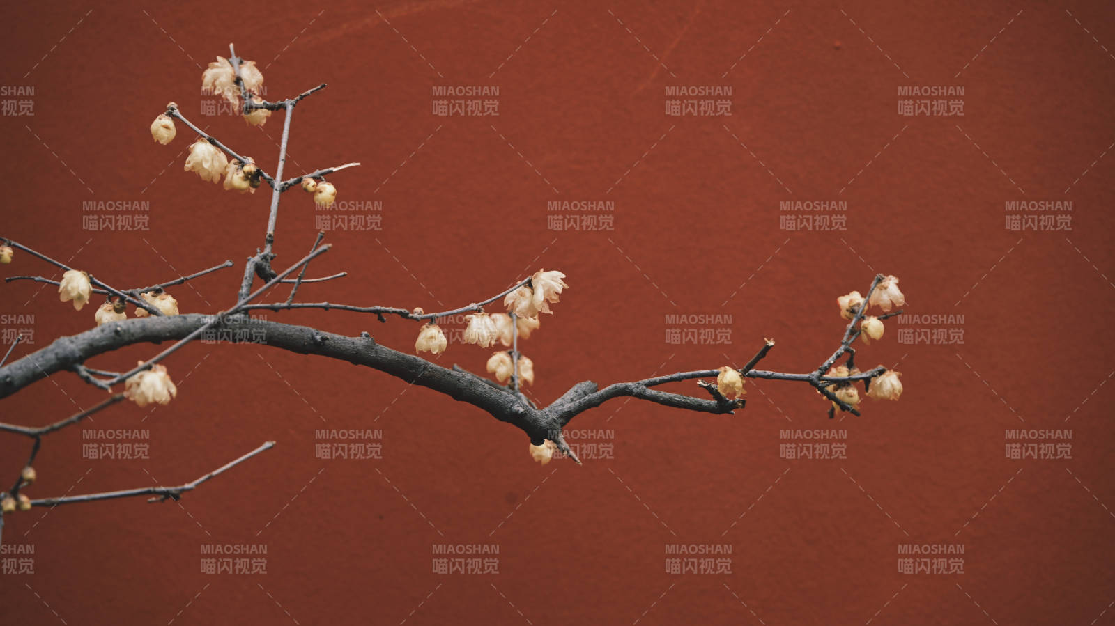 枯枝上的花苞图片