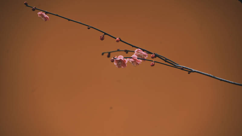 枝头梅花绽放图片