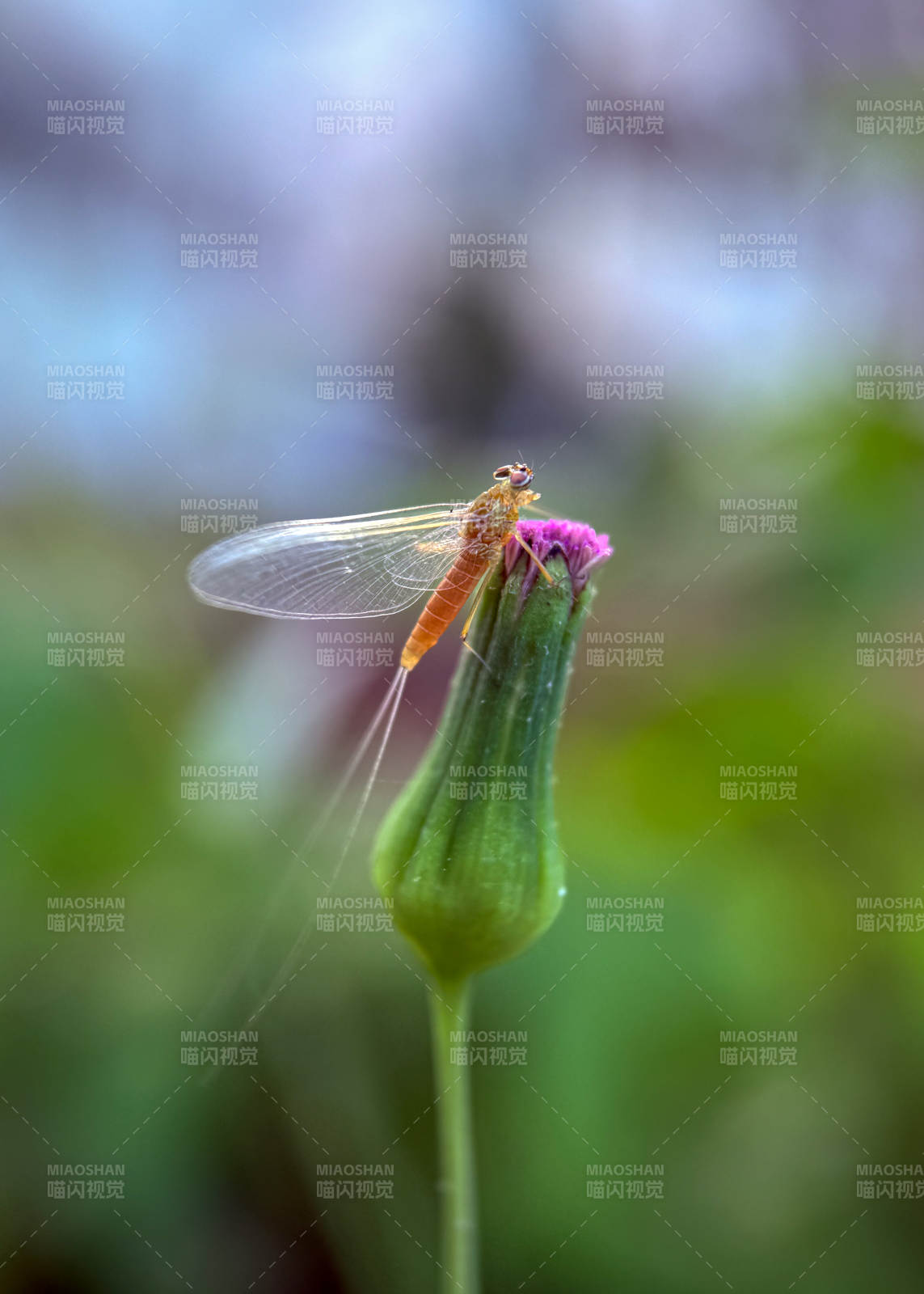 蜉蝣栖花尖图片