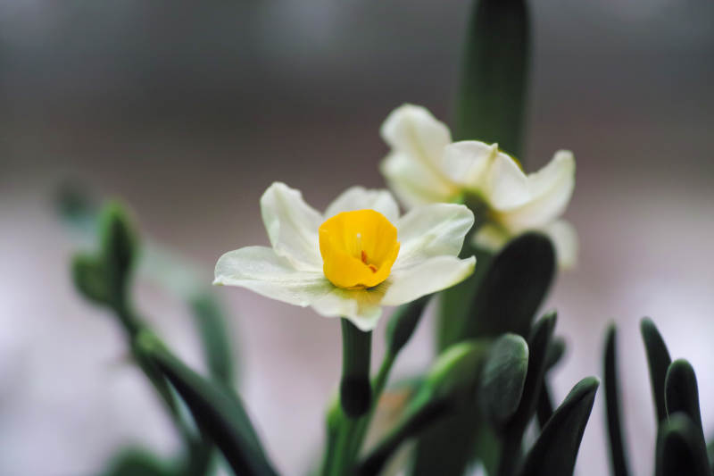 春日水仙绽放图片