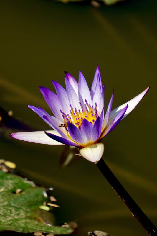 紫莲绽放水中央图片