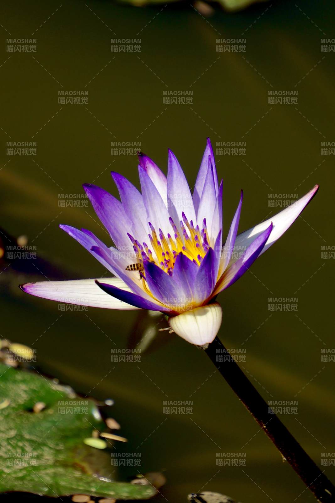 紫莲绽放水中央图片