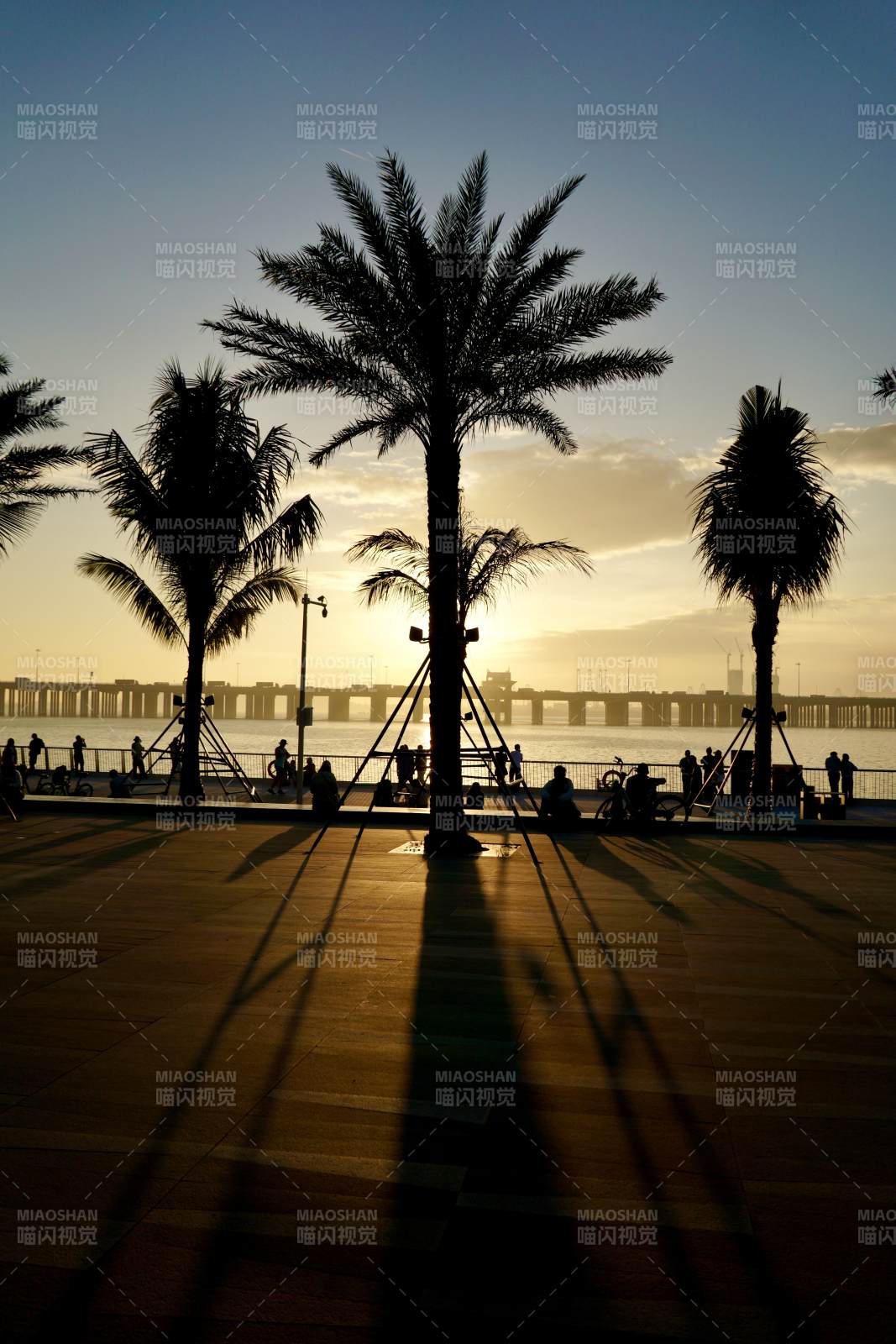 夕阳下的棕榈剪影图片