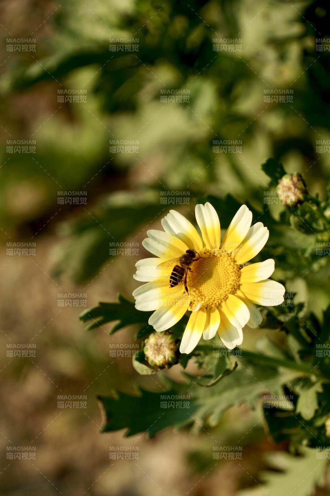 蜜蜂采蜜花丛中图片
