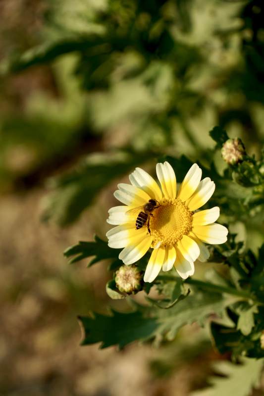 蜜蜂采蜜花丛中图片