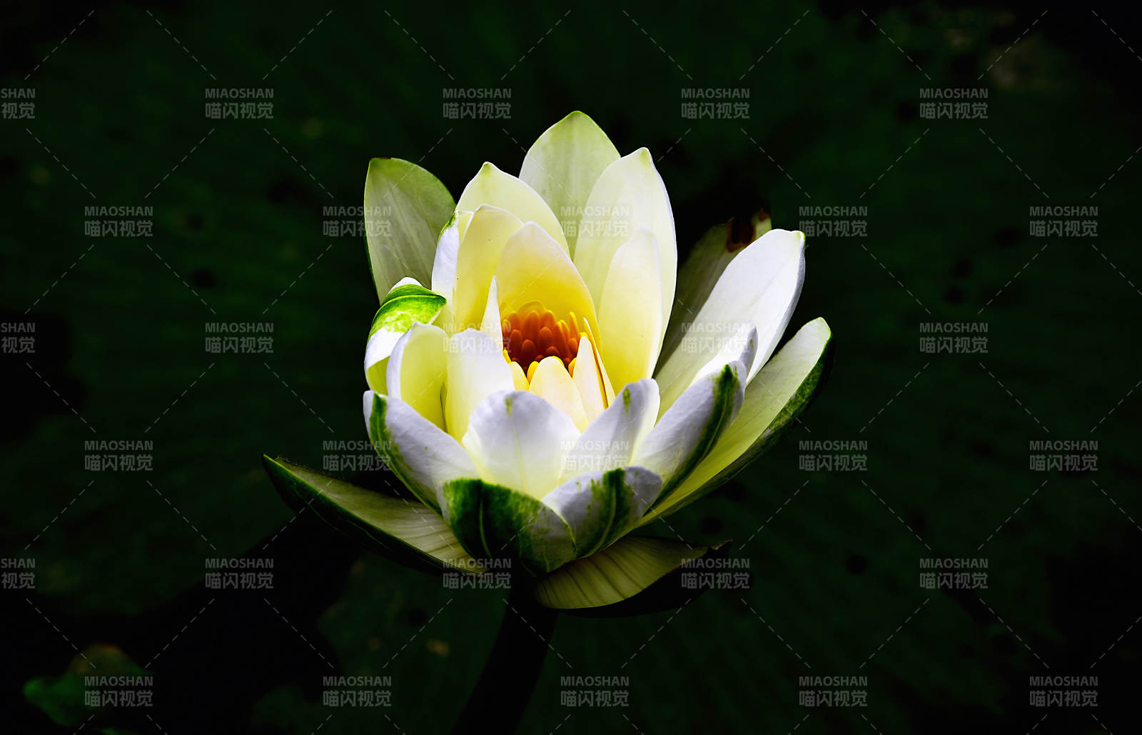 盛放的白色睡莲图片