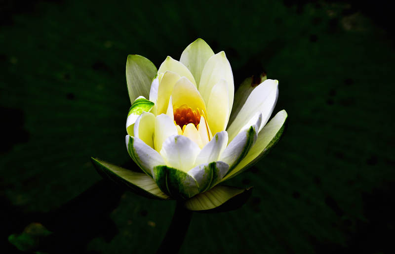 盛放的白色睡莲图片