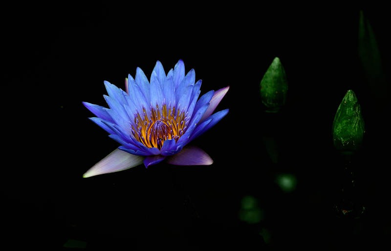 蓝色睡莲绽放夜色中图片