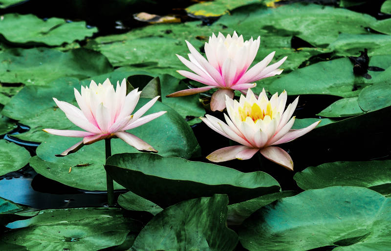 荷塘里盛开的粉色睡莲特写图片