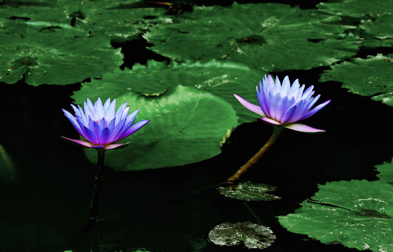 荷塘中盛开的紫色睡莲图片