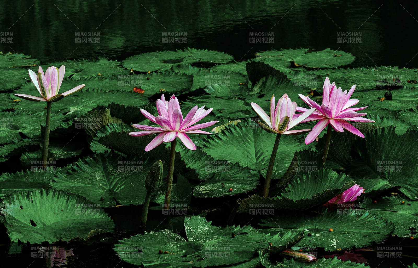 荷塘中盛开的粉色睡莲图片