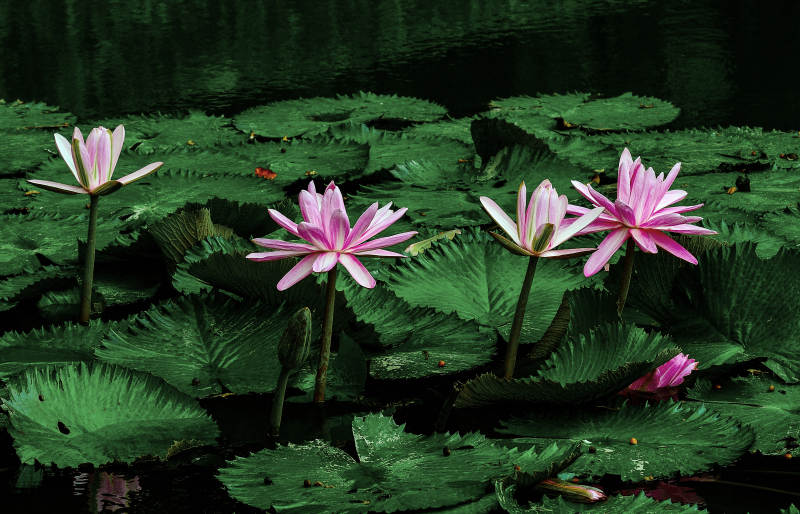 荷塘中盛开的粉色睡莲图片