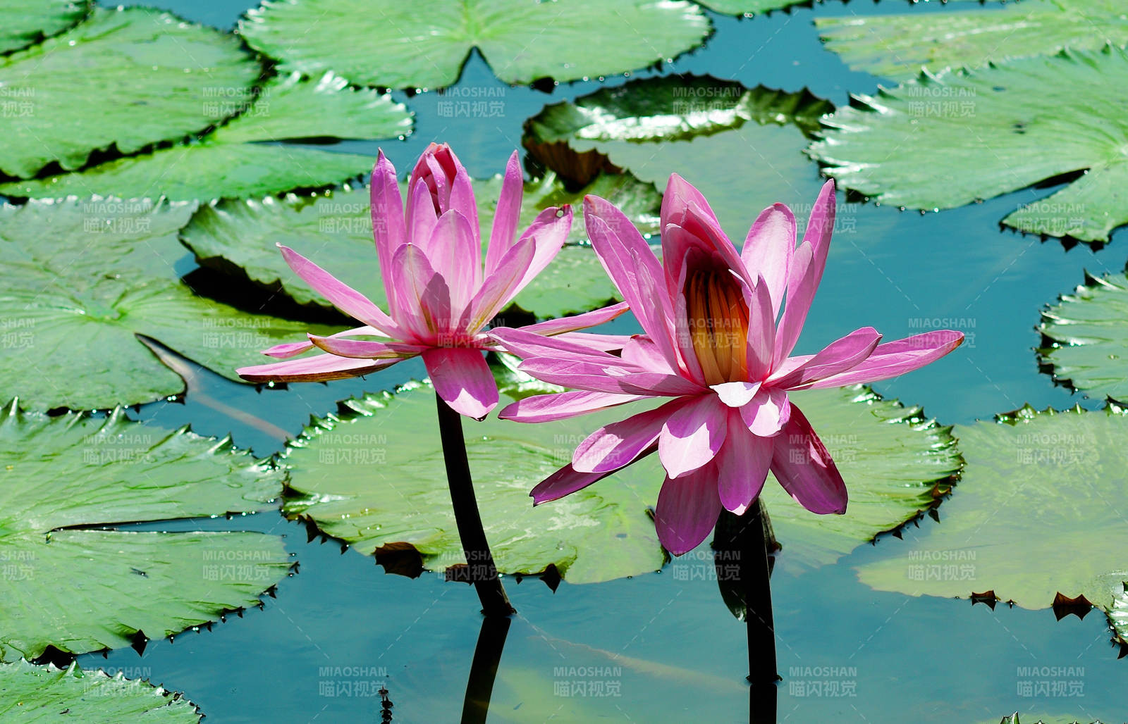 粉色的睡莲在碧绿的莲叶中盛开图片