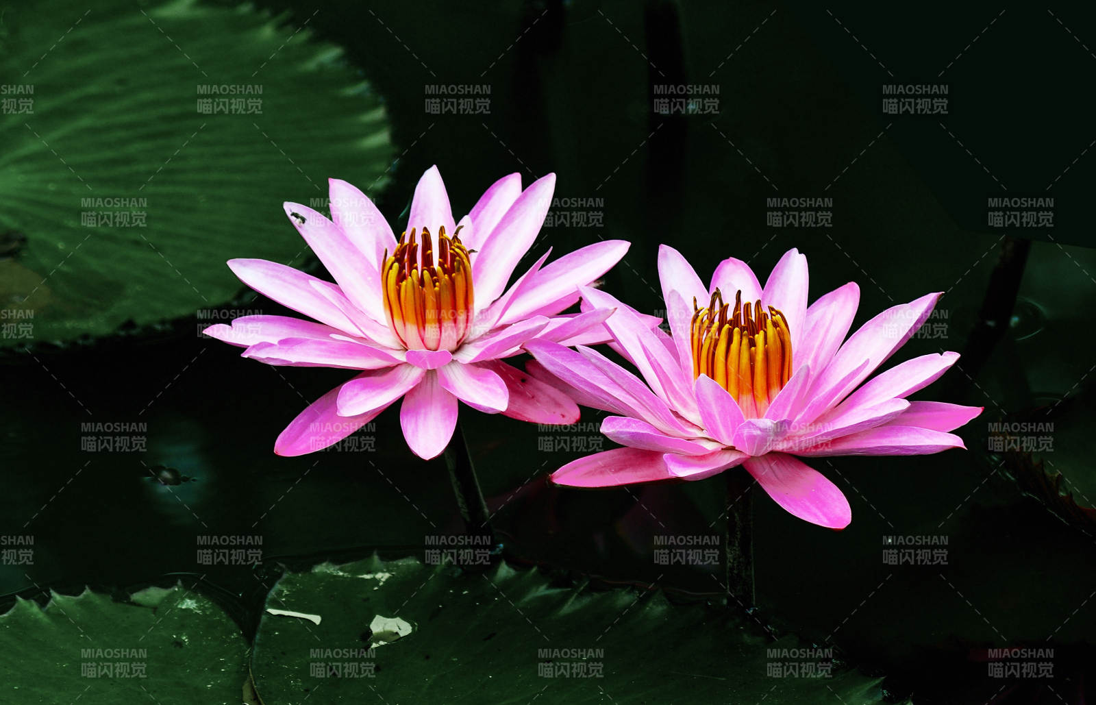 荷塘里盛开的粉色睡莲特写图片