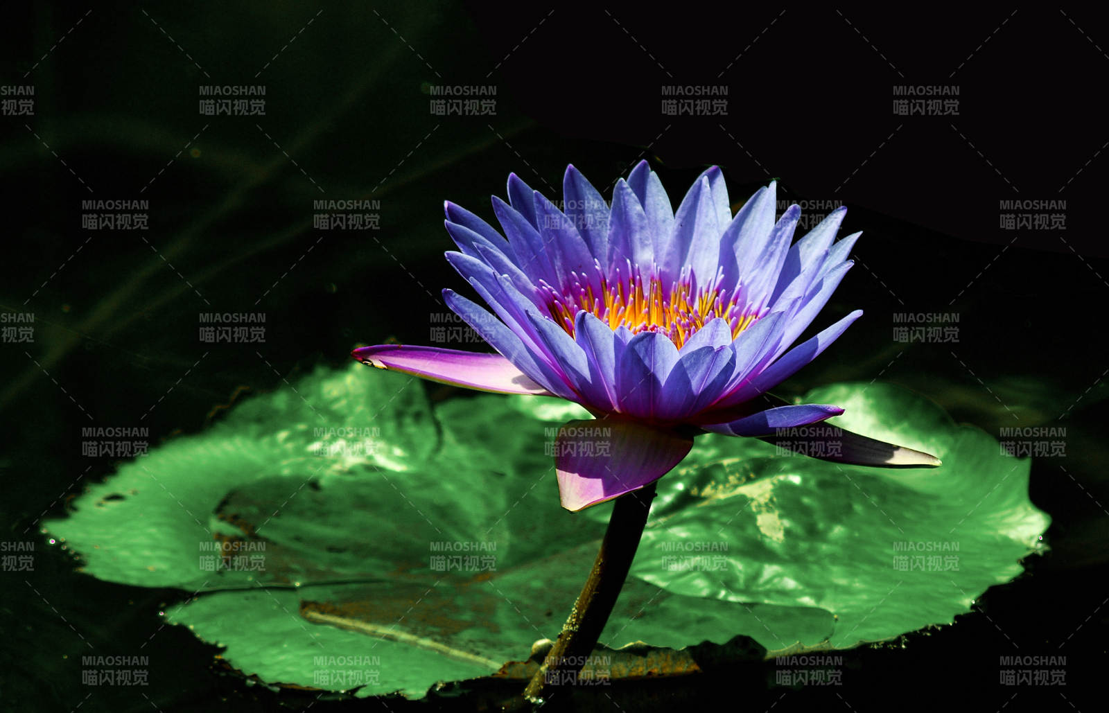 绽放的紫色睡莲特写图片