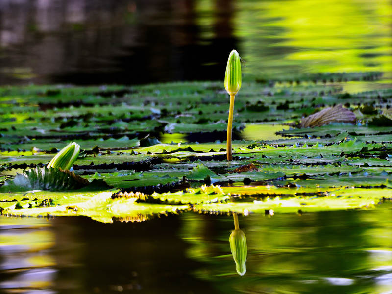 阳光下初绽的白色睡莲倒影图片