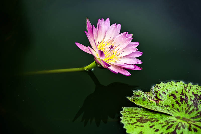 池塘中盛开的粉色睡莲图片