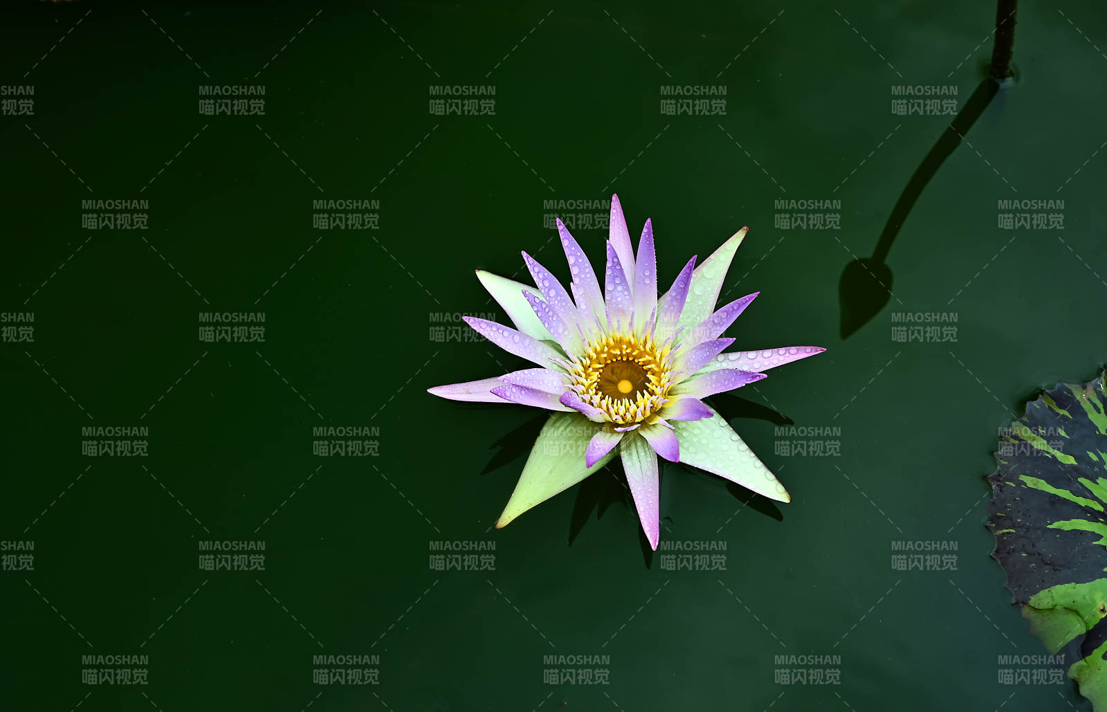 池塘中盛开的紫色睡莲与水面的倒影图片