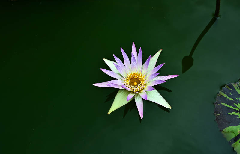 池塘中盛开的紫色睡莲与水面的倒影图片