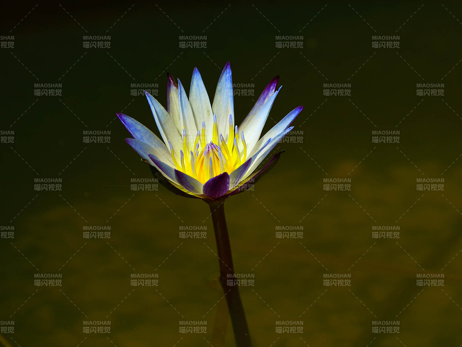 光影下静谧的紫色睡莲图片