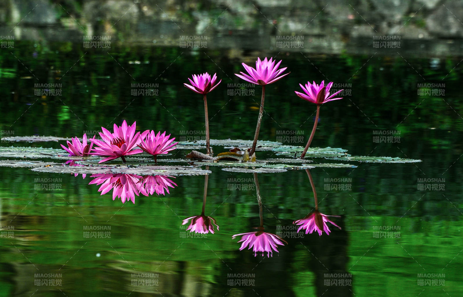 阳光下荷塘中盛开的粉色睡莲倒影图片