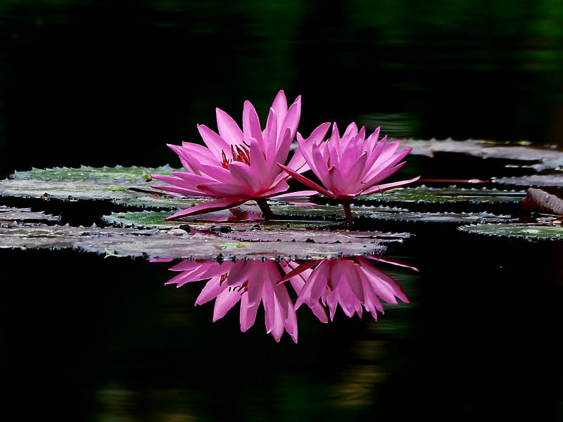 荷塘里盛开的粉色睡莲倒影图片