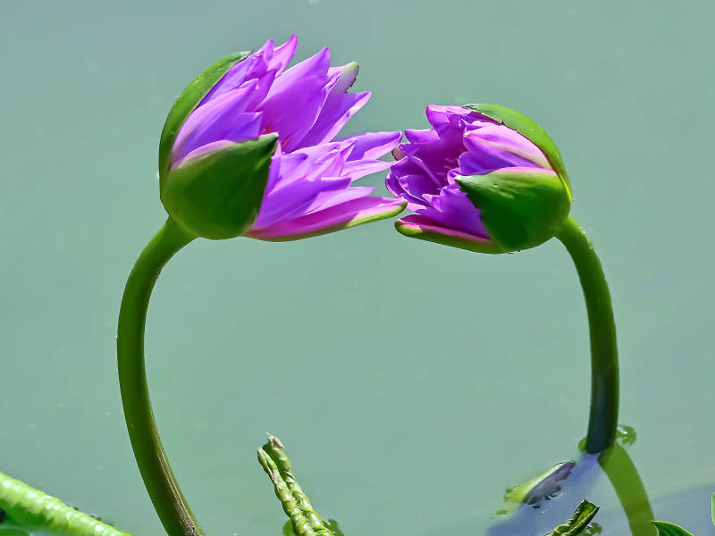 阳光下相遇的紫色睡莲图片