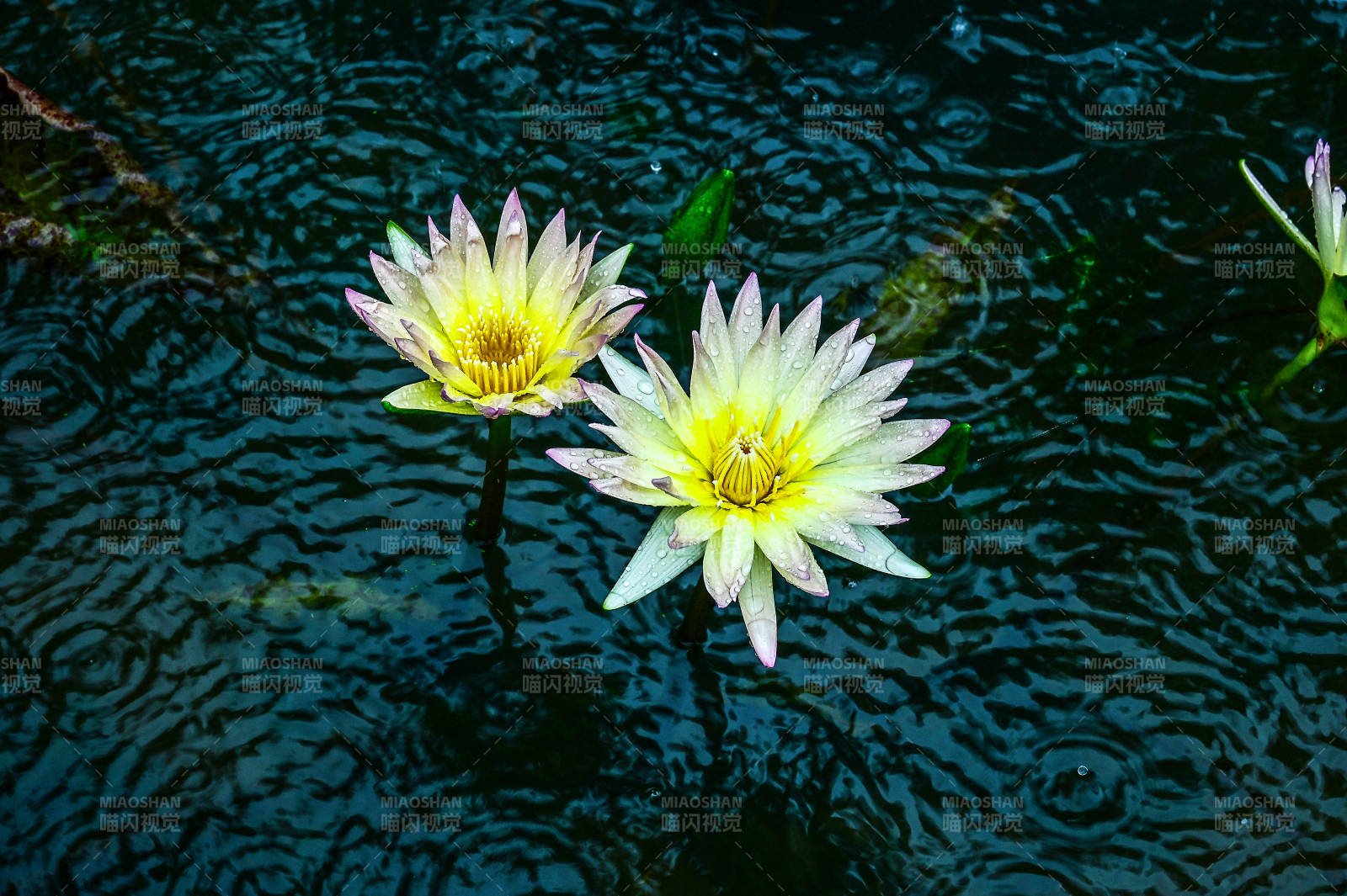 雨中盛开的黄色睡莲图片