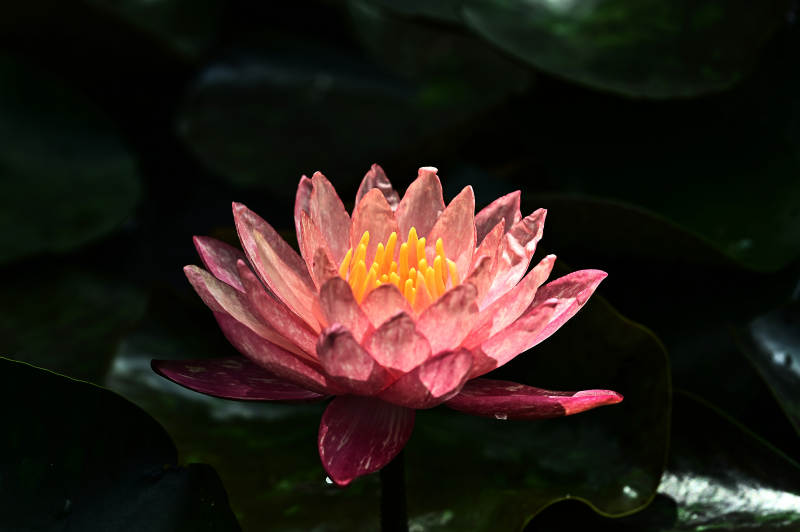 绽放的粉色睡莲图片