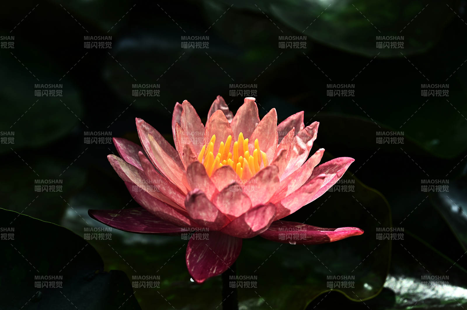 绽放的粉色睡莲图片