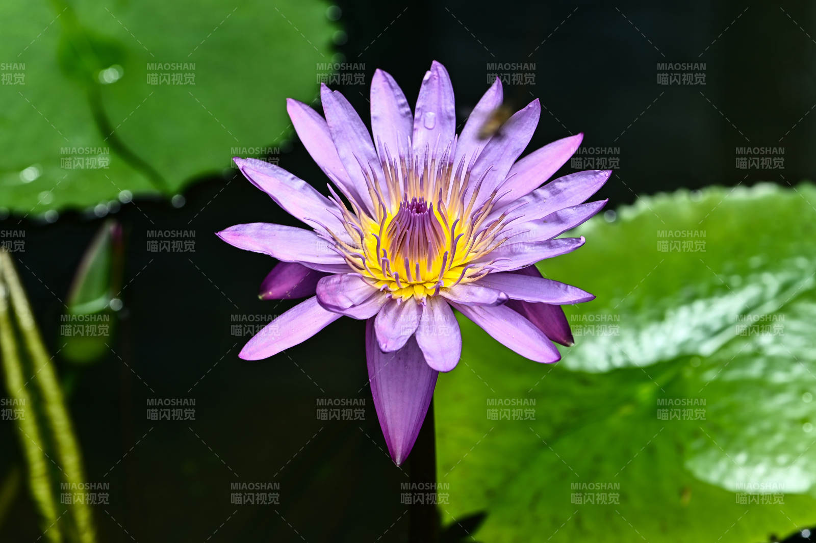 池塘中绽放的紫色睡莲特写图片