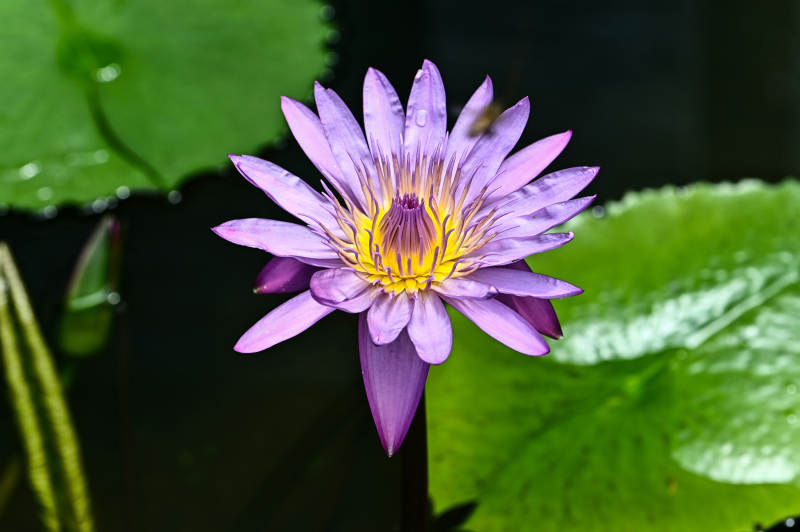 池塘中绽放的紫色睡莲特写图片